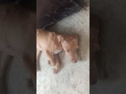 apbt top female