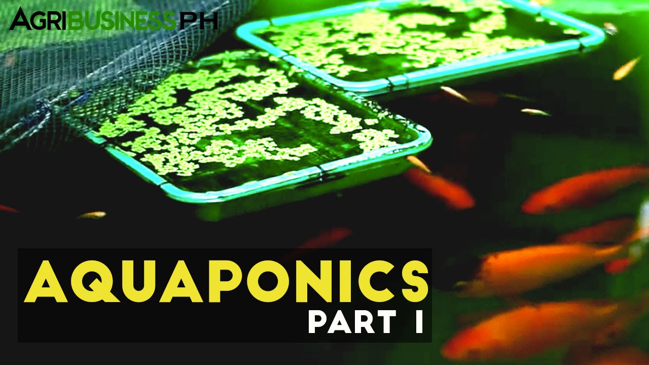 Aquaponics Part 1 : Aquaponics in the Philippines | Agribusiness Philippines