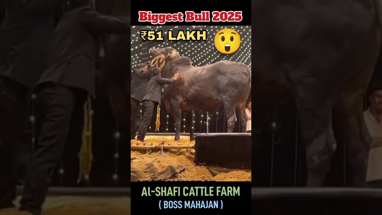 ARABIAN HORSE | ₹51 LAKH PREMIUM BULL OF AL-SHAFI CATTLE FARM 2025 #bull #cowhorse #trending #shorts