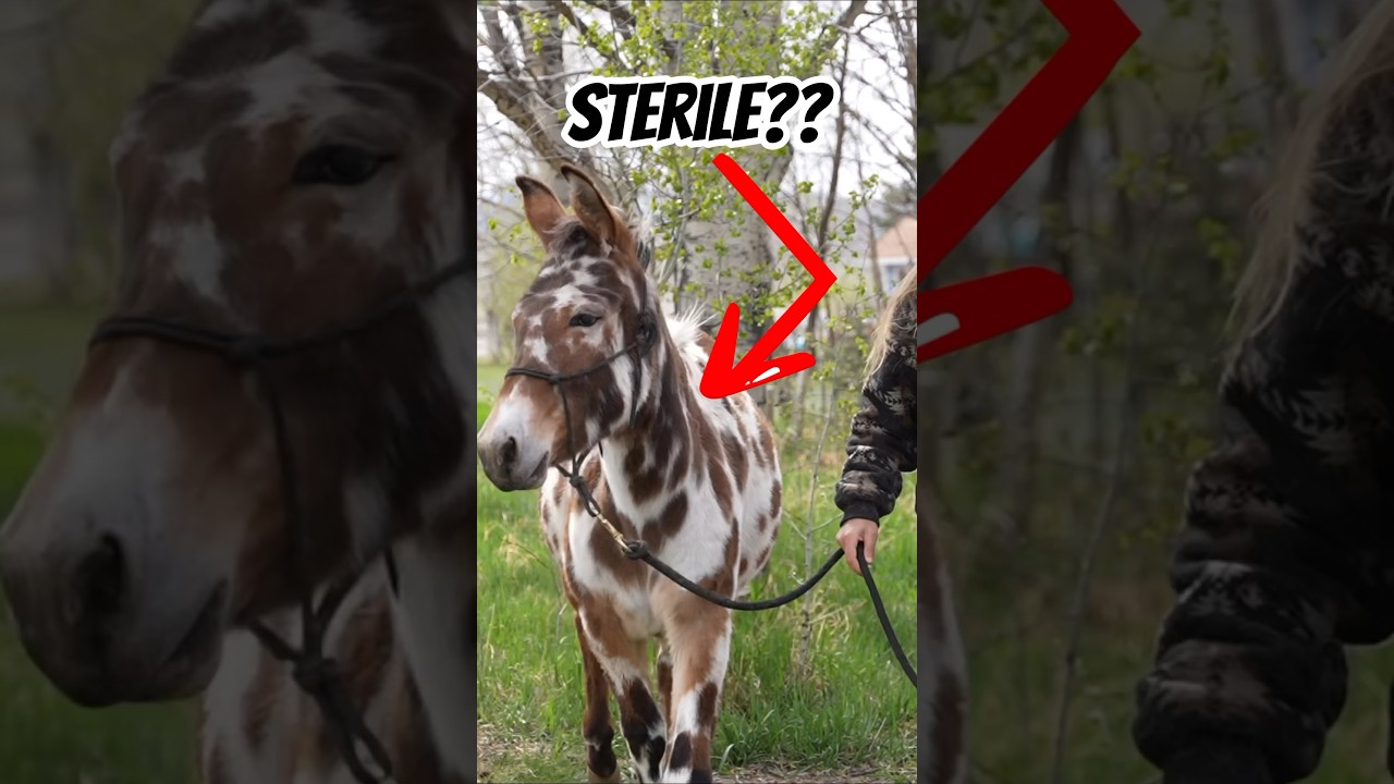 Are Mules Sterile? #horse #mule #donkey #farming #horses