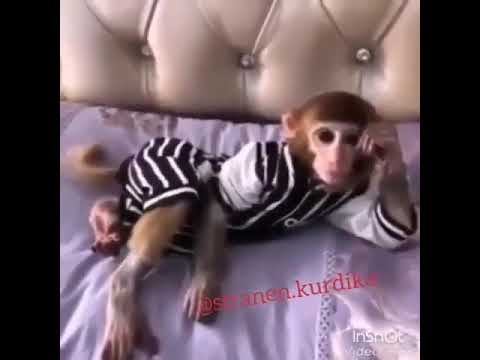 Şarkı açıp dinleyen maymun