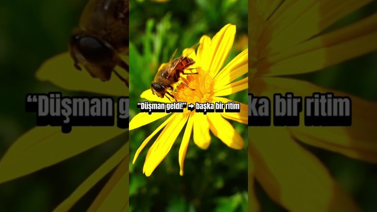 Arılar Dans Ederek Konuşuyor!