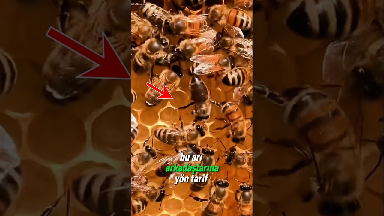Arıların Dans Mesajı 🐝