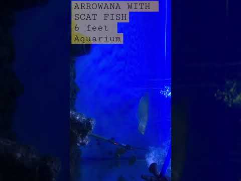 Arowana with scat fish