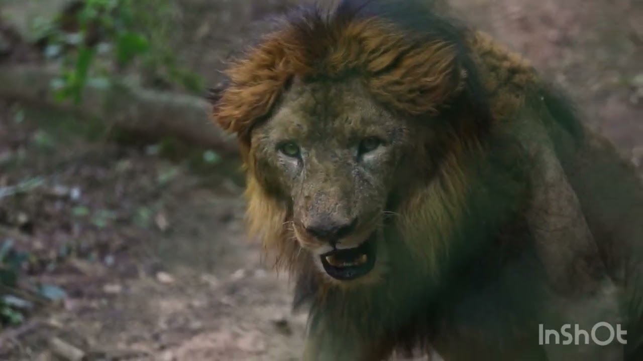 Aslan sesi