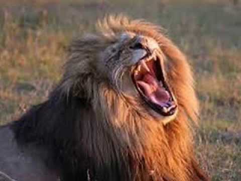 Aslan sesi