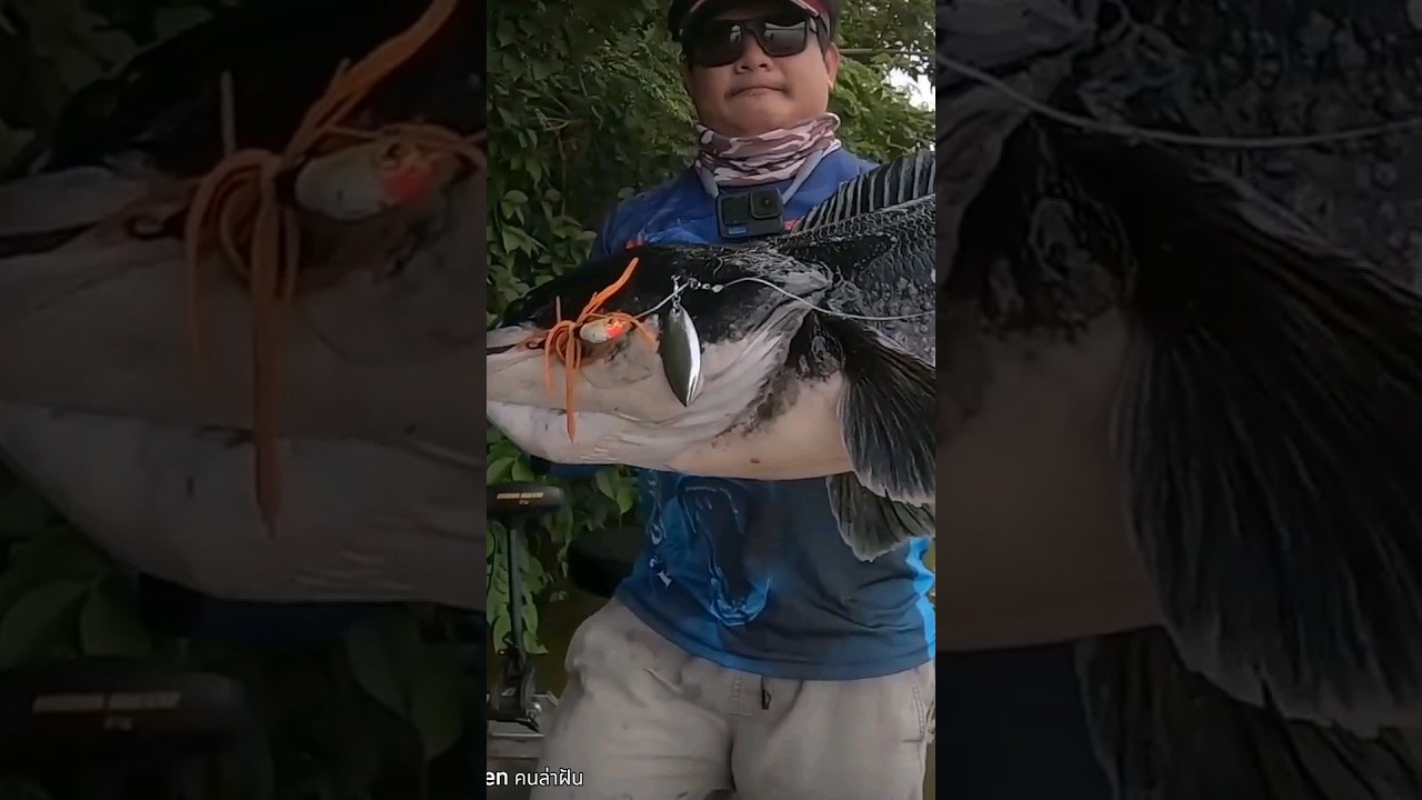 Asli toman monster #mancing #fishing #monster