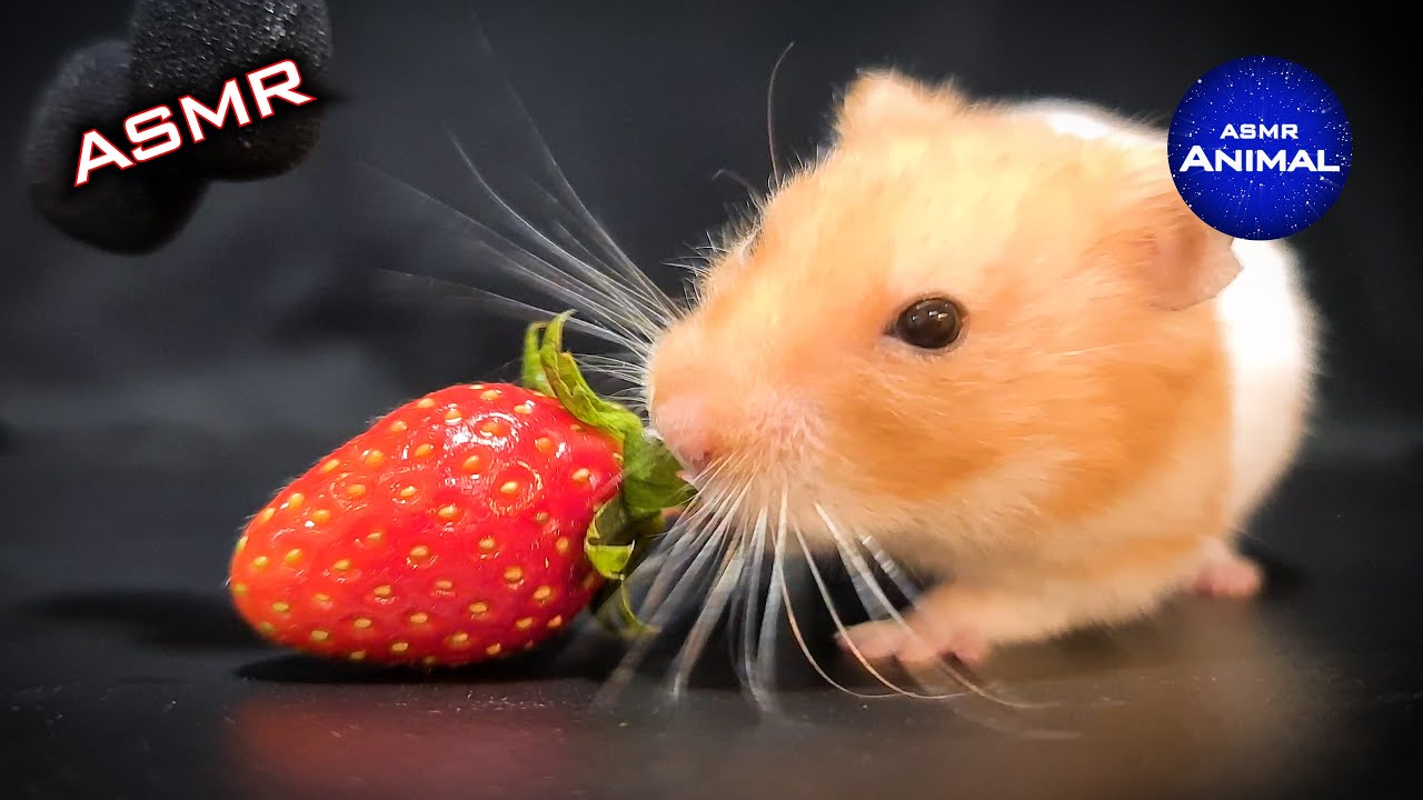 ASMR EATING STRAWBERRY MUKBANG 🐹 Hamster 27