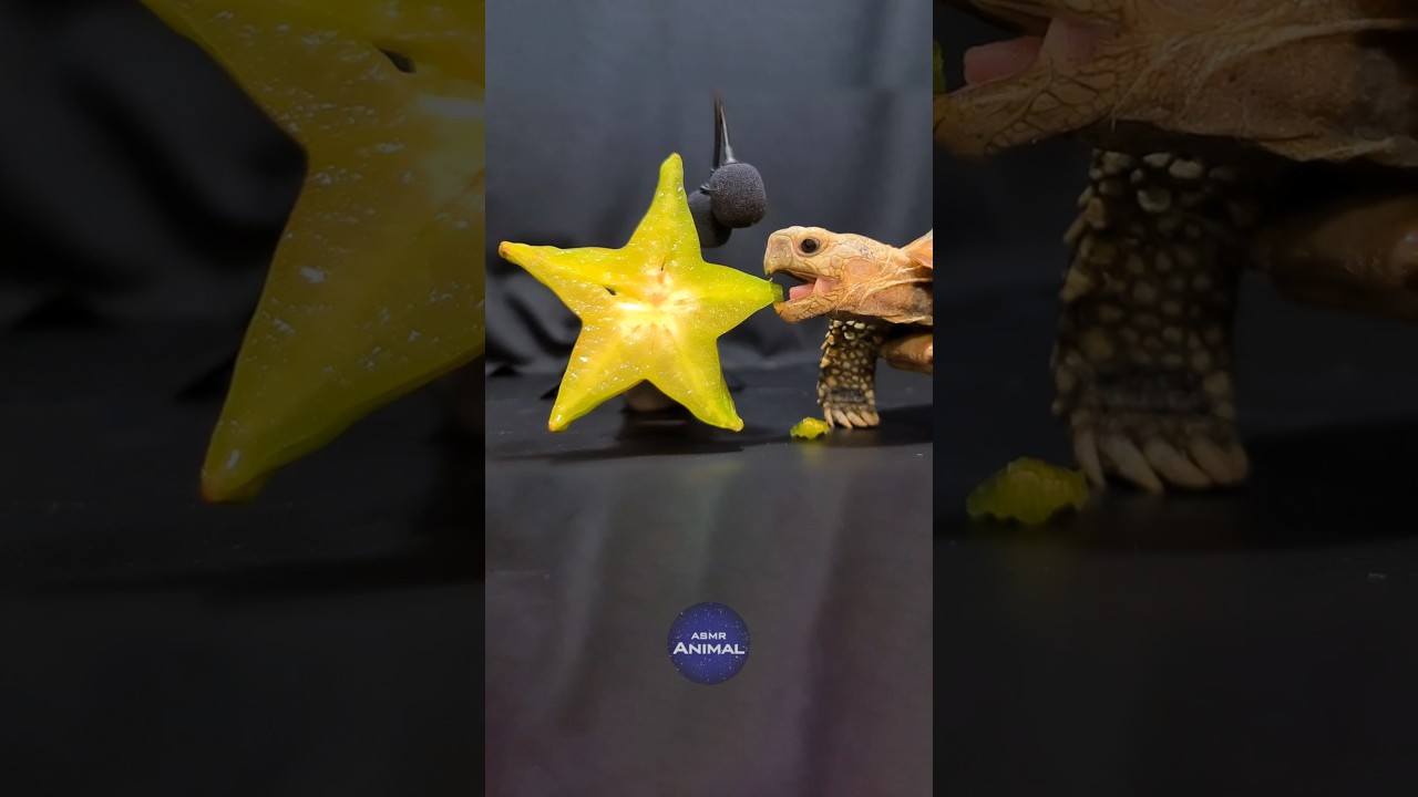 ASMR Mukbang Eating Star Fruit ⭐ Turtle Tortoise