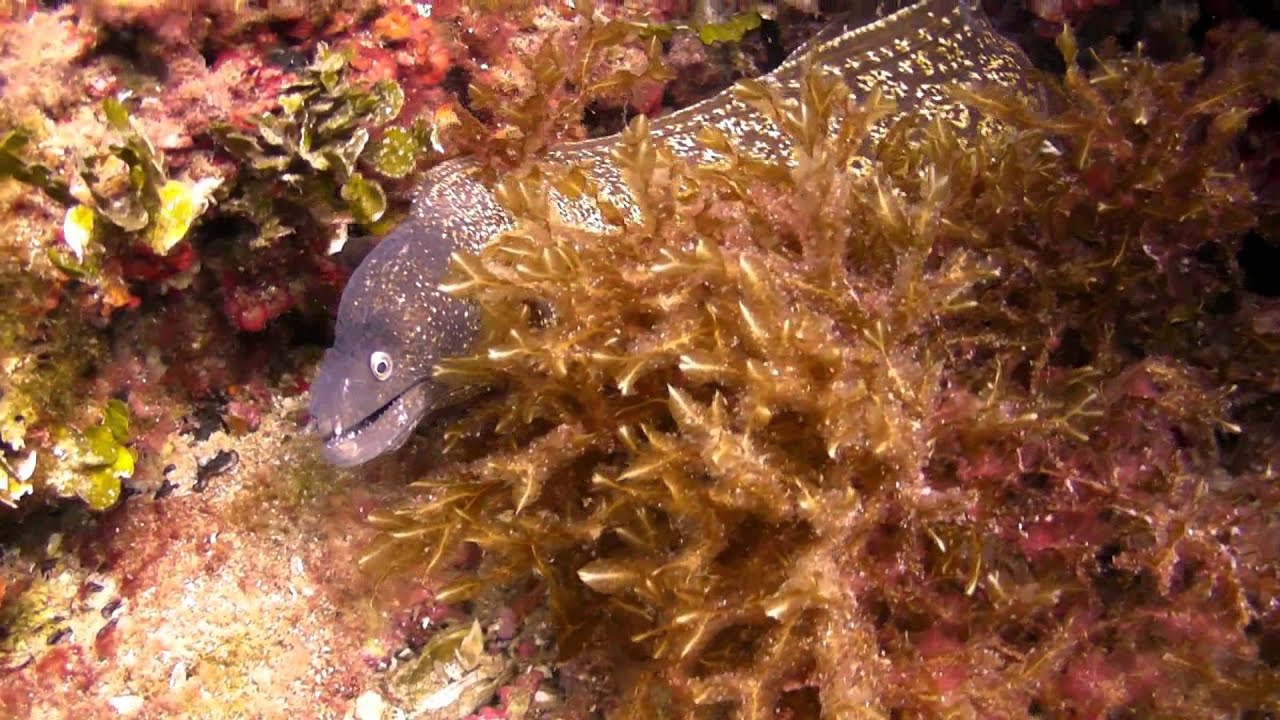 Ataque de Morena (Cabo de Palos)
