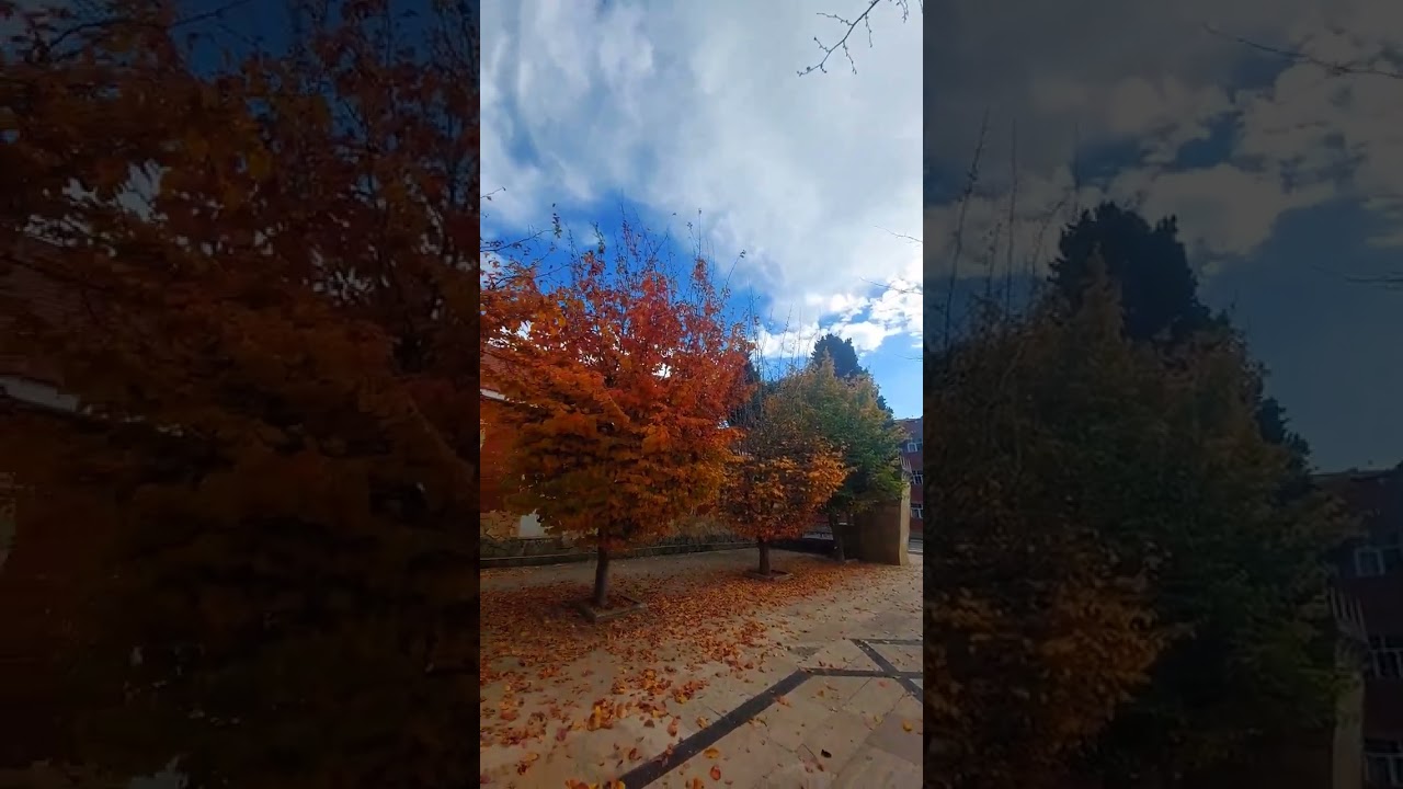 Autumn leaves. Payız. Huzur #relax #huzur # #love