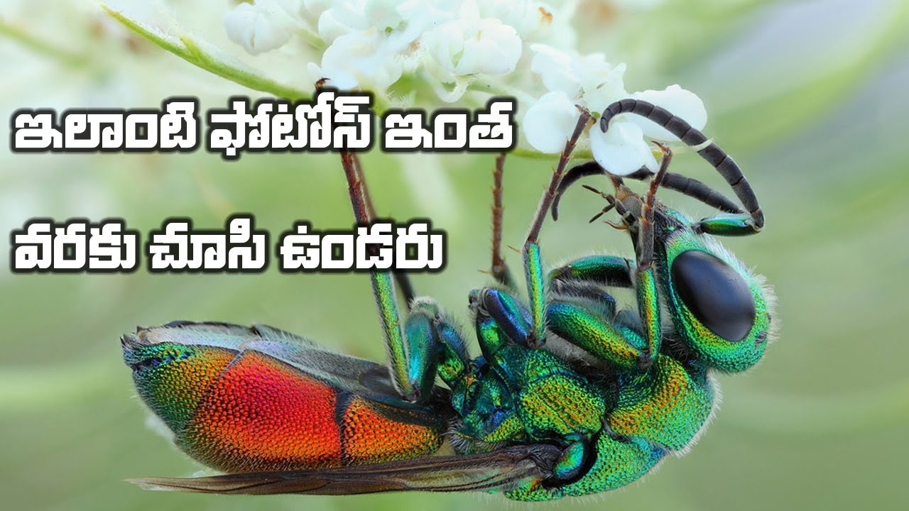 award winning Macro Photography