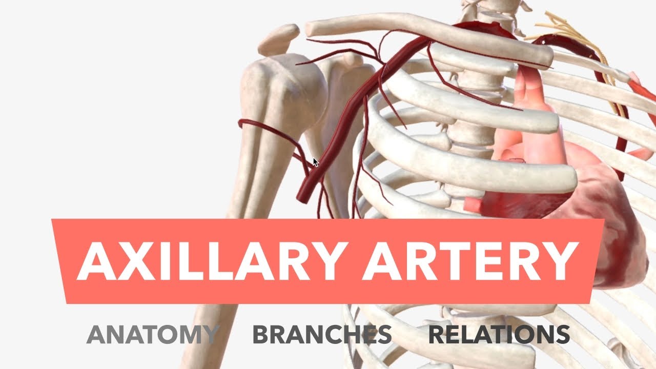 Axillary Artery - Anatomy, Branches & Relations