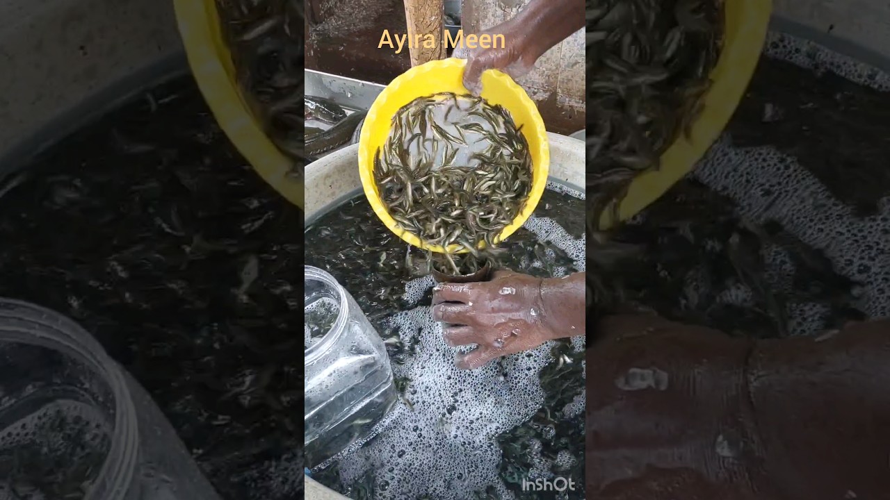 Ayira Meen  | Small Fish | Spined Loach #shoppingwithsk #ayirameen  #tamil #smallfish #shorts #short