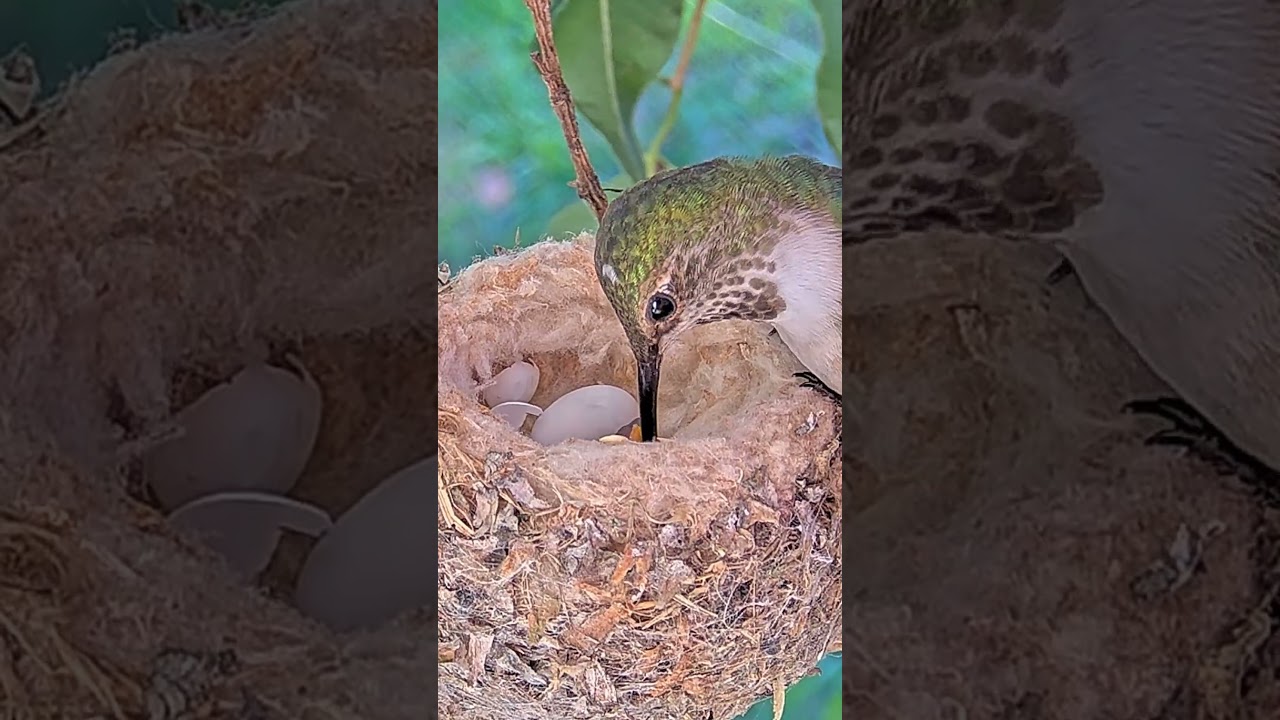 Baby Allen's Hummingbird, NEW Chick's First Lunch. #allenshummingbird #hummingbirdchick #nest