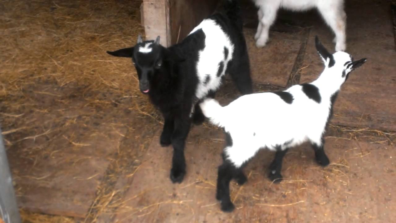 Baby Boy Goat Flirting!