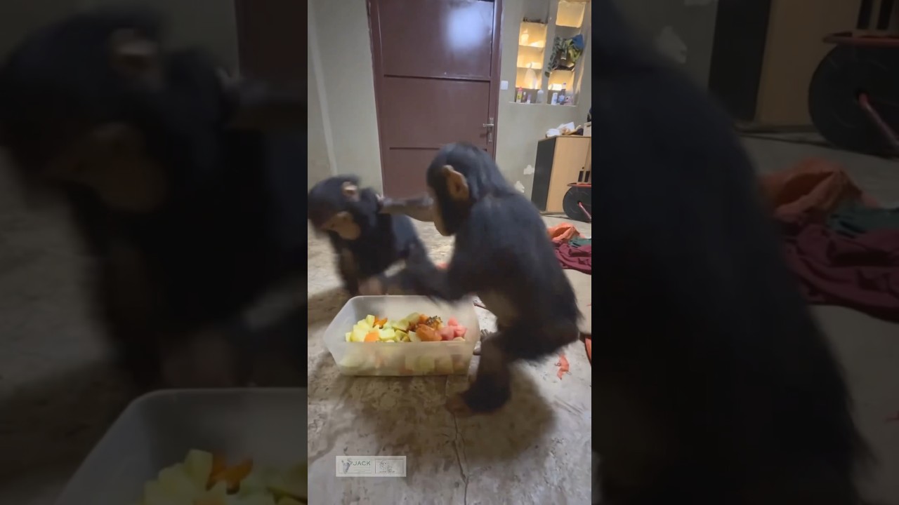 baby chimps fighting over food #primates #babyanimal #monkey #chimpanzee