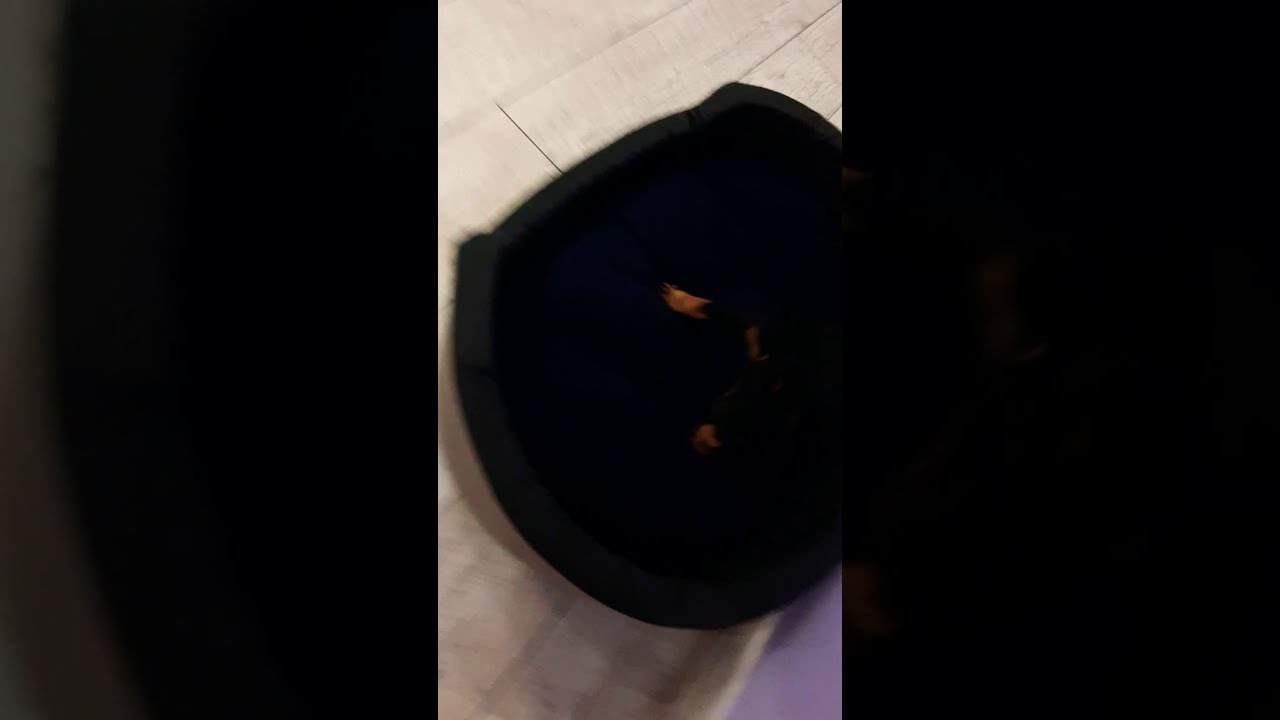 Baby Jagdterrier