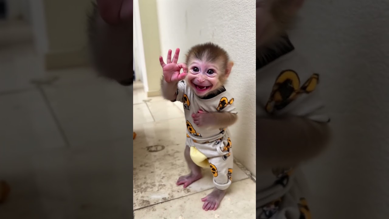 Baby monkey so cute cute cute ❤️❤️❤️