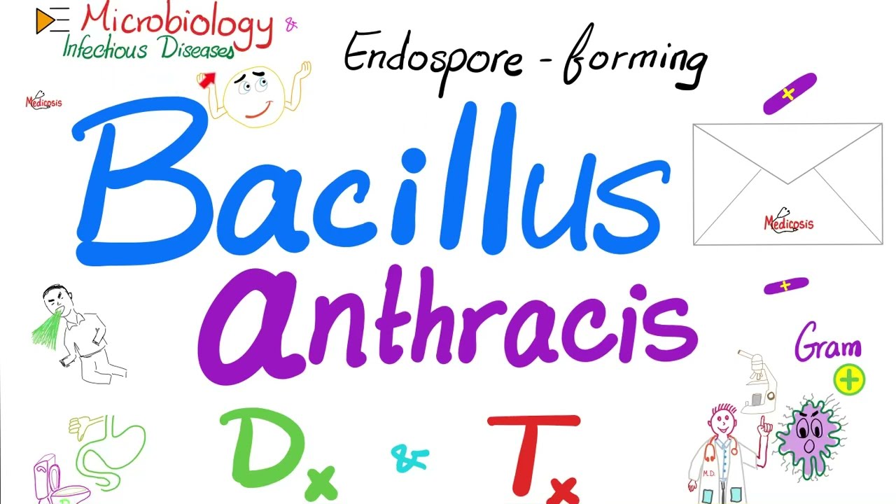 Bacillus anthracis Diagnosis & Treatment | Microbiology 🧫 and Infectious Diseases 🦠