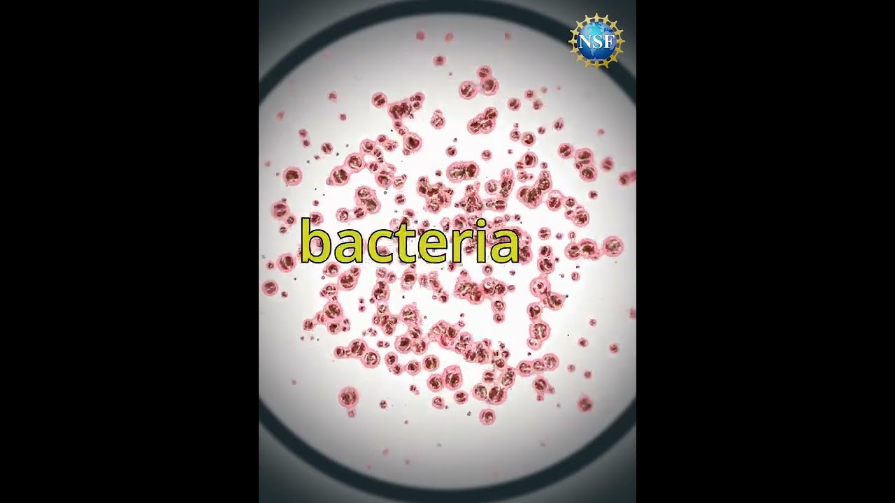 Bacteria & petri dish myths? #shorts #sponge #bacteria