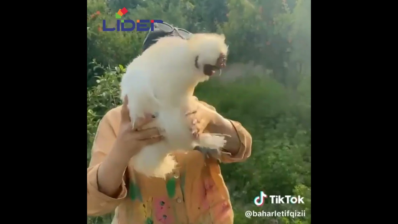 Bahar Letifqizi - Gozel Video 2025