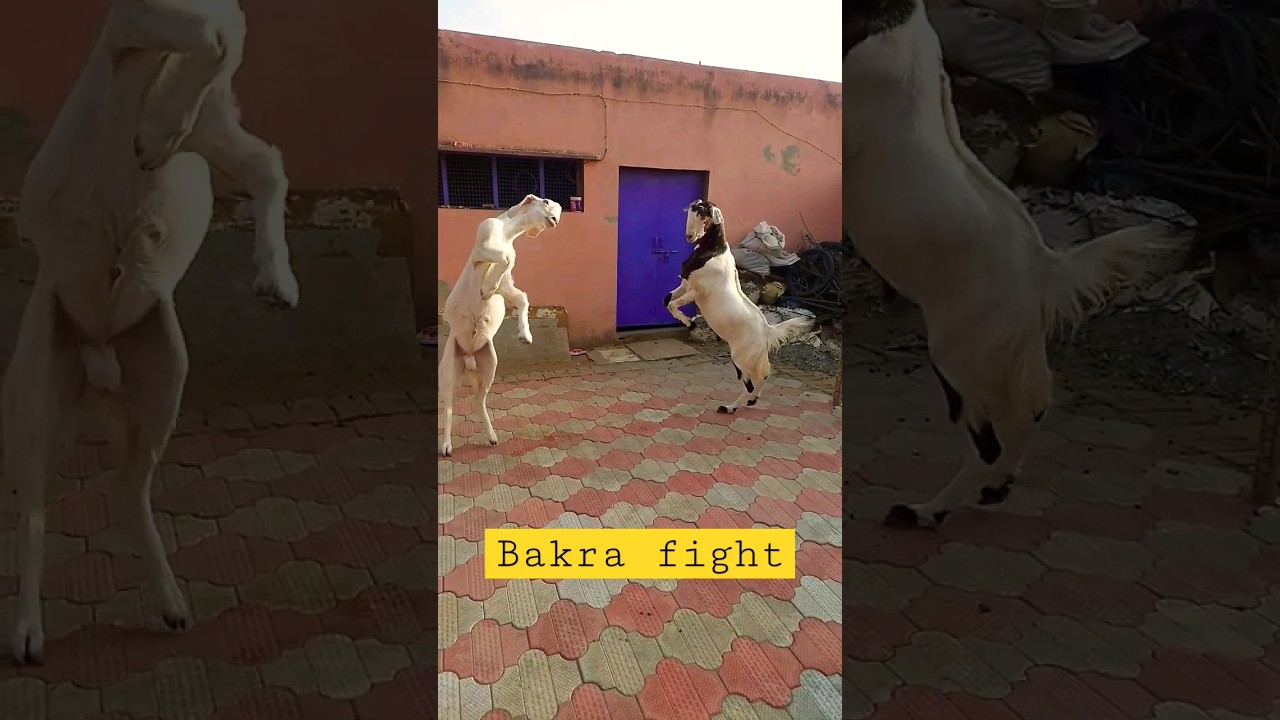 bakra fight eid