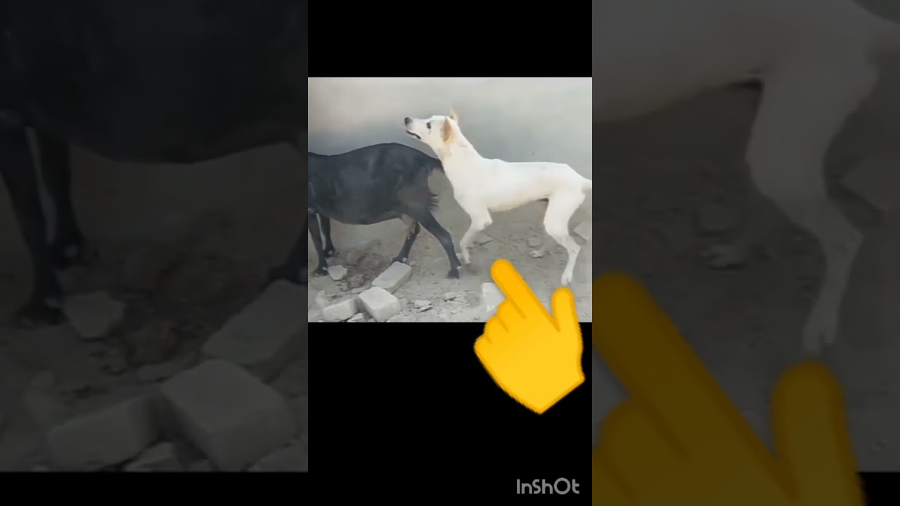 bakra nd dog sexy