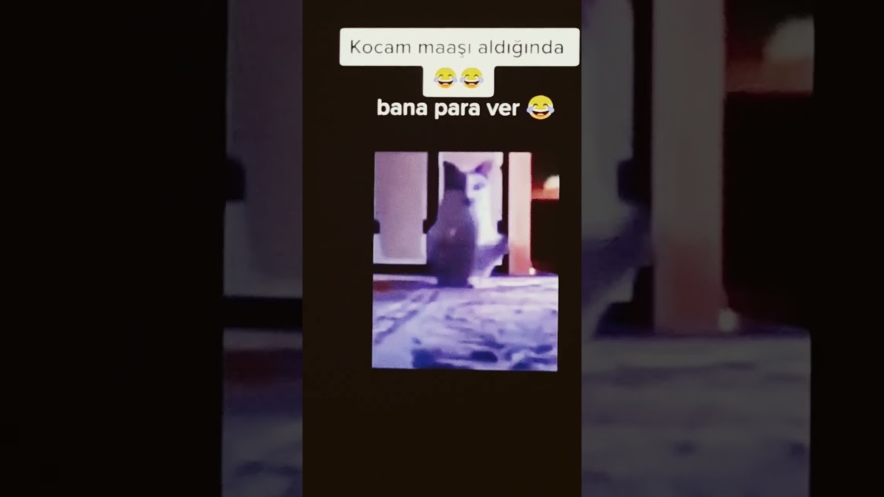 Bana para ver diyen Kedi:D