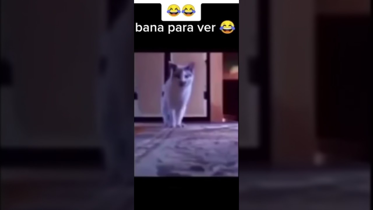 BANA PARA VER KEDİ ÇOK KOMİK 🤣🤣😂 #shorts #short #tiktok #funny