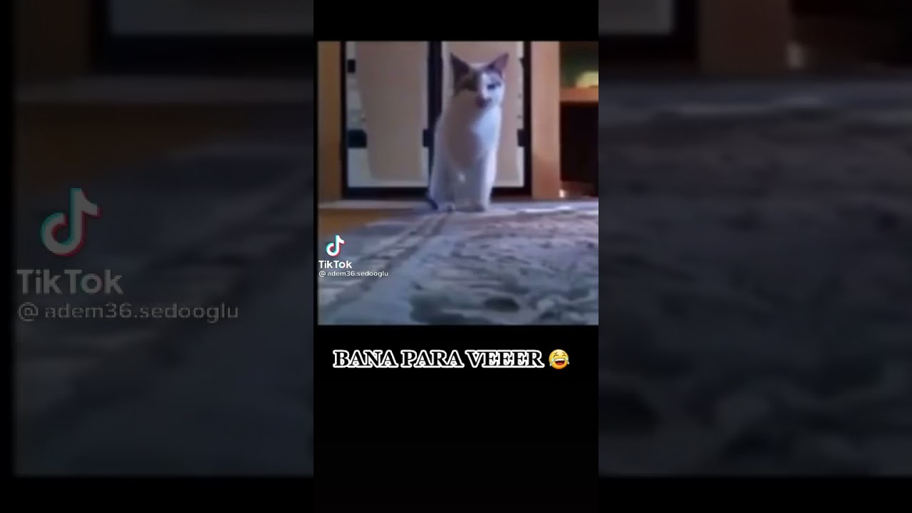 bana para ver kedi 😀😀😀😁😁😁