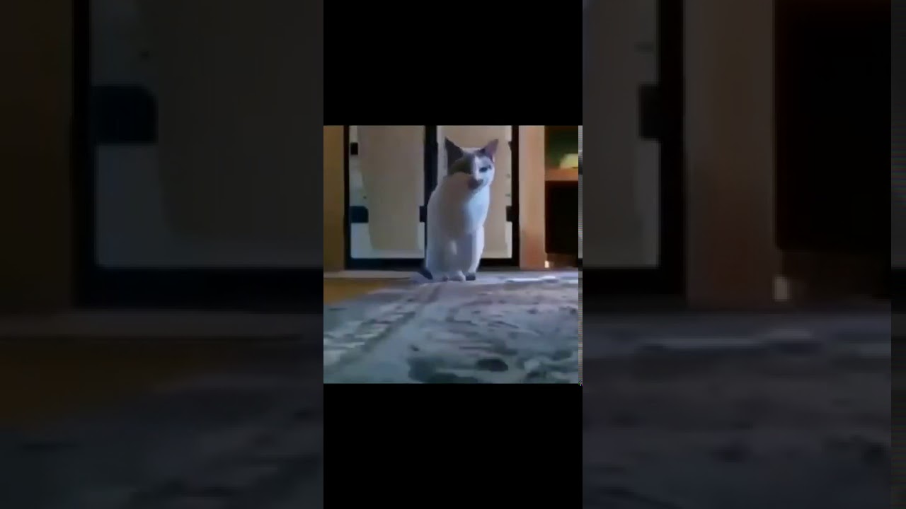 bana para ver kedi