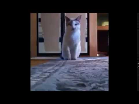 Bana para ver kedi