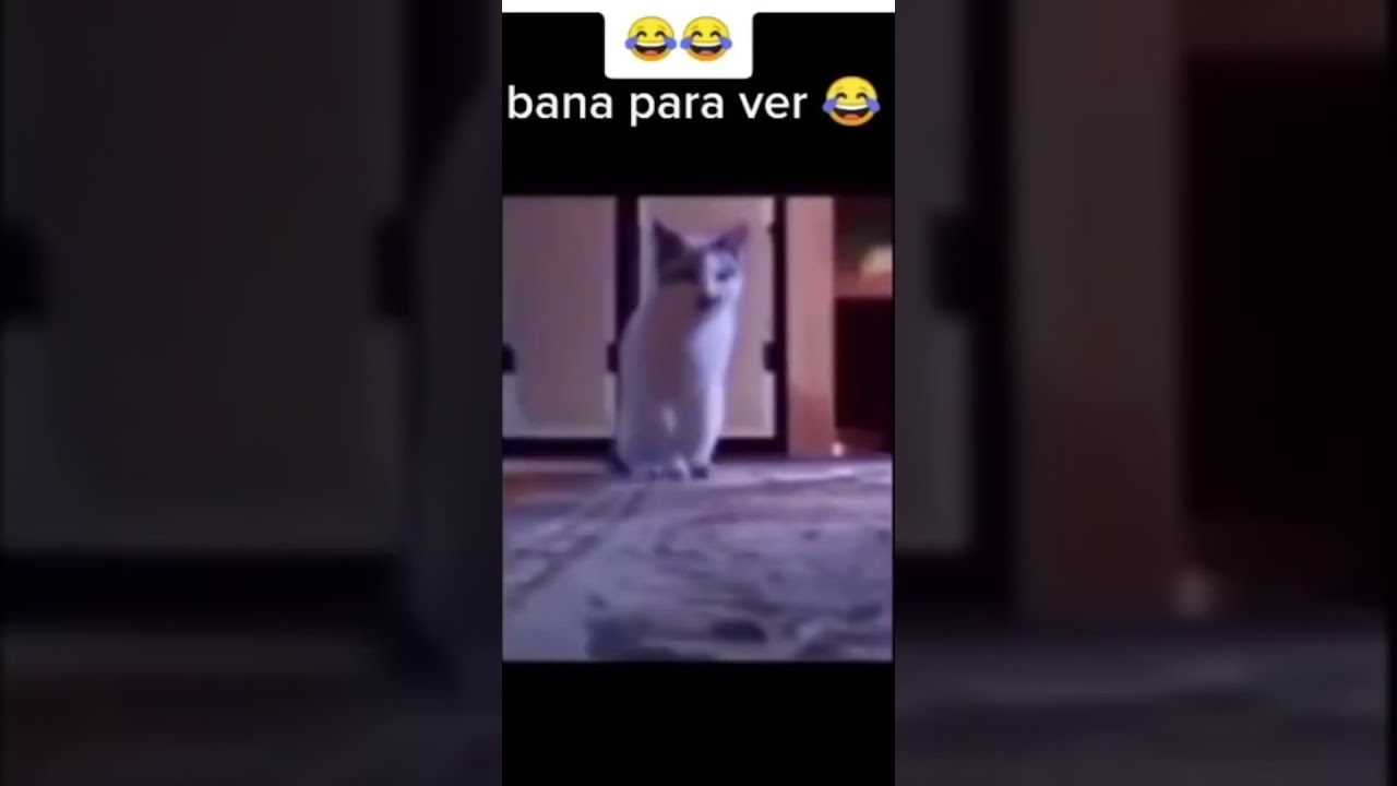 Bana Para Ver Kedi Komik #shorts #short #tiktok #funny #komik #komikvideolar #komikanlar #komikvideo