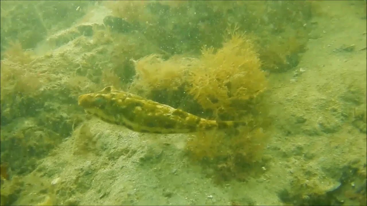 Bandtail Puffer, 