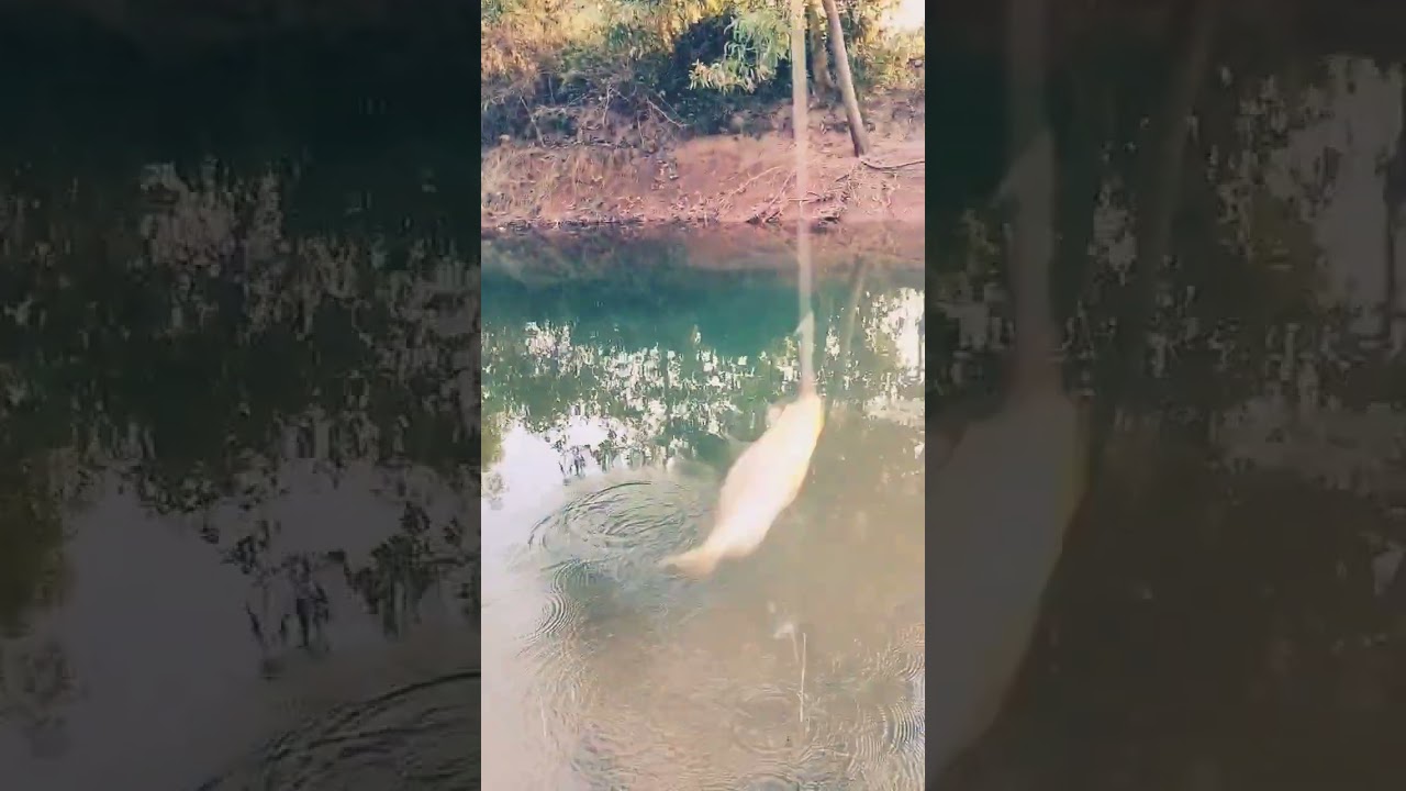 Bansi Kanta || Fishing || Village pond || #desifish #curry