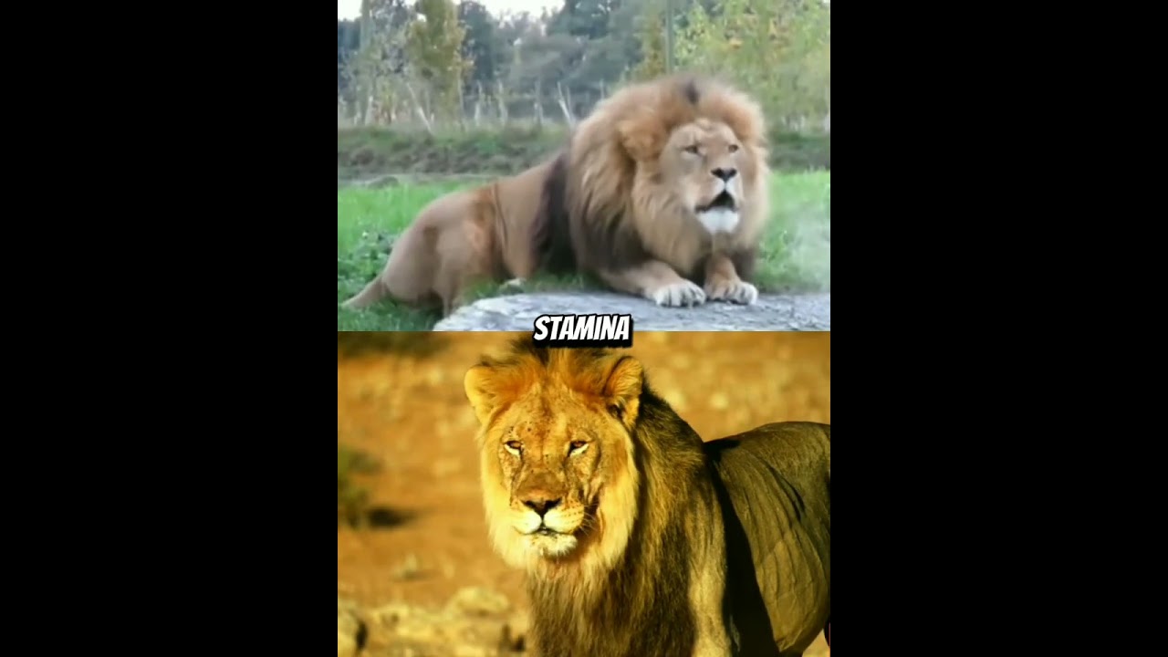 Barbary Lion VS African Lion edit🔥 #shorts #lions