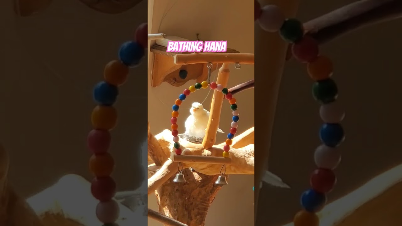 Bathing Hana