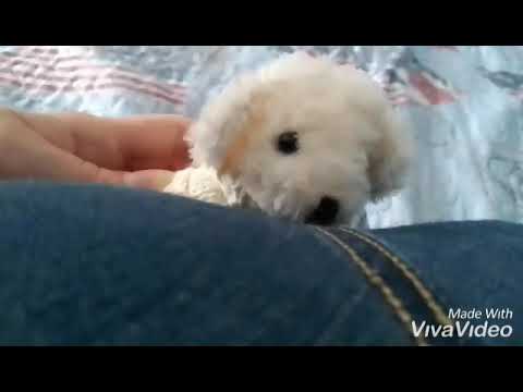 bear farts(read desc :)