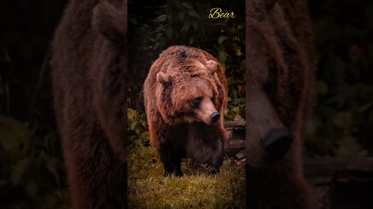 Bear sound effect