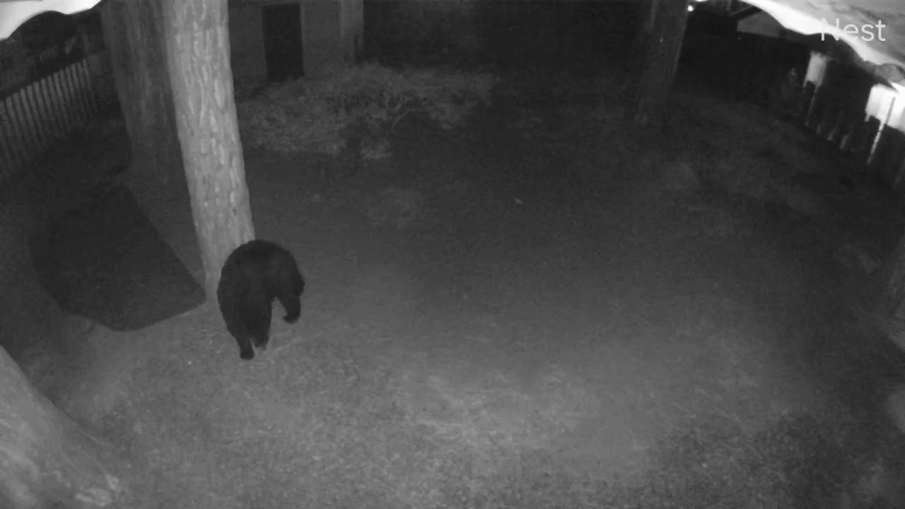 Bear twerking