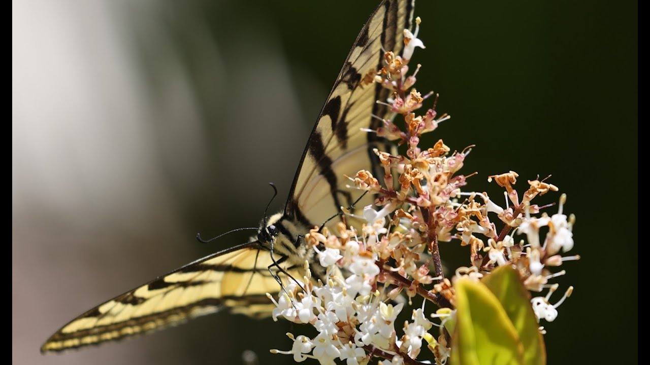 Beautiful Butterfly Sucking Nectar [R5 and EF 100-400mm raw footage]