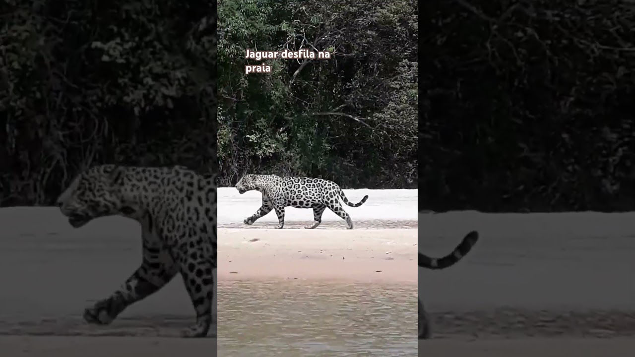 Beautiful cat on the beach.Lindo gato na praia. #jaguar #pantanal #nature #eco #wildlife