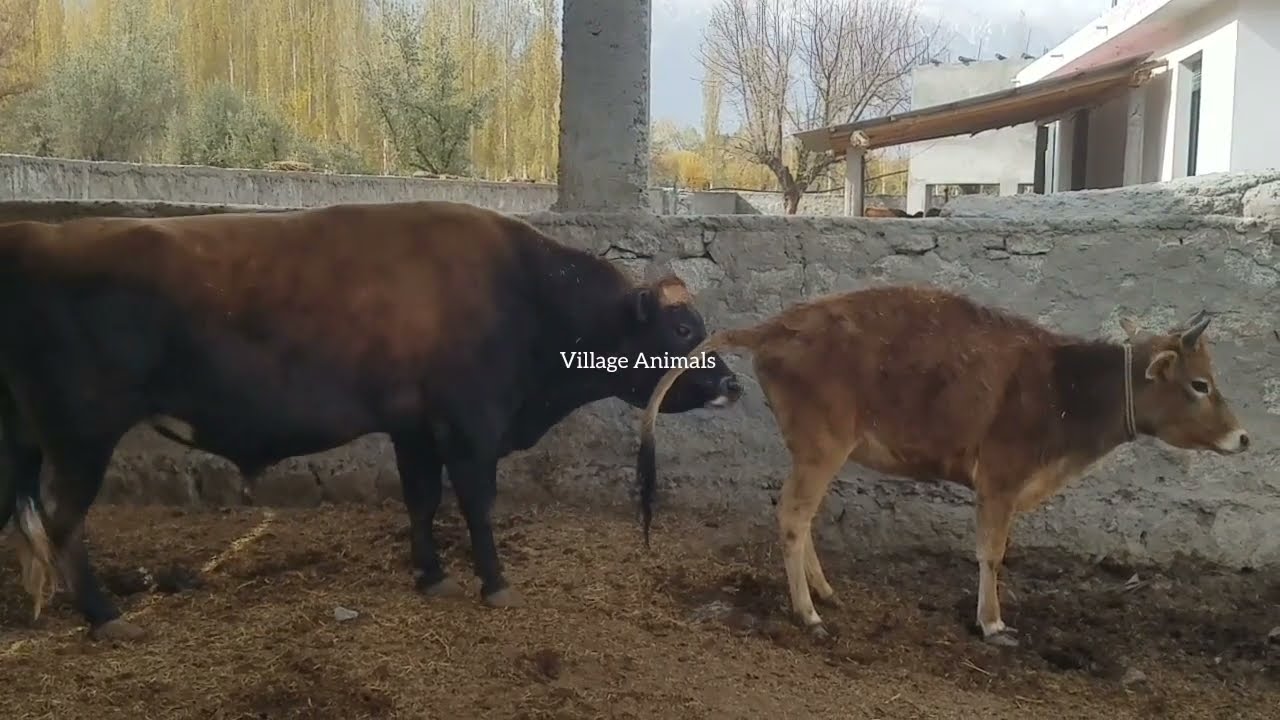 Beautiful cow  | Village Animals |