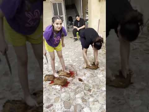 Beautiful girls slaughter chicken under feet