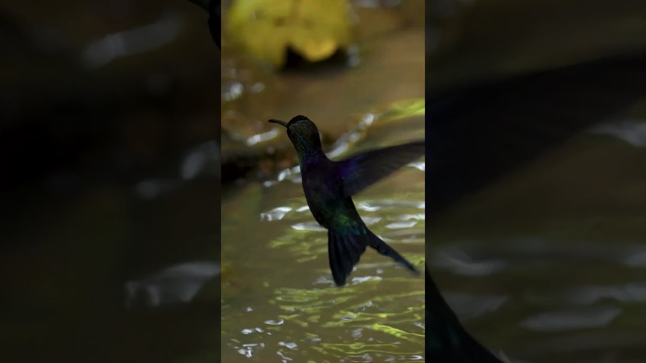 Beautiful hummingbird hovers above a stream