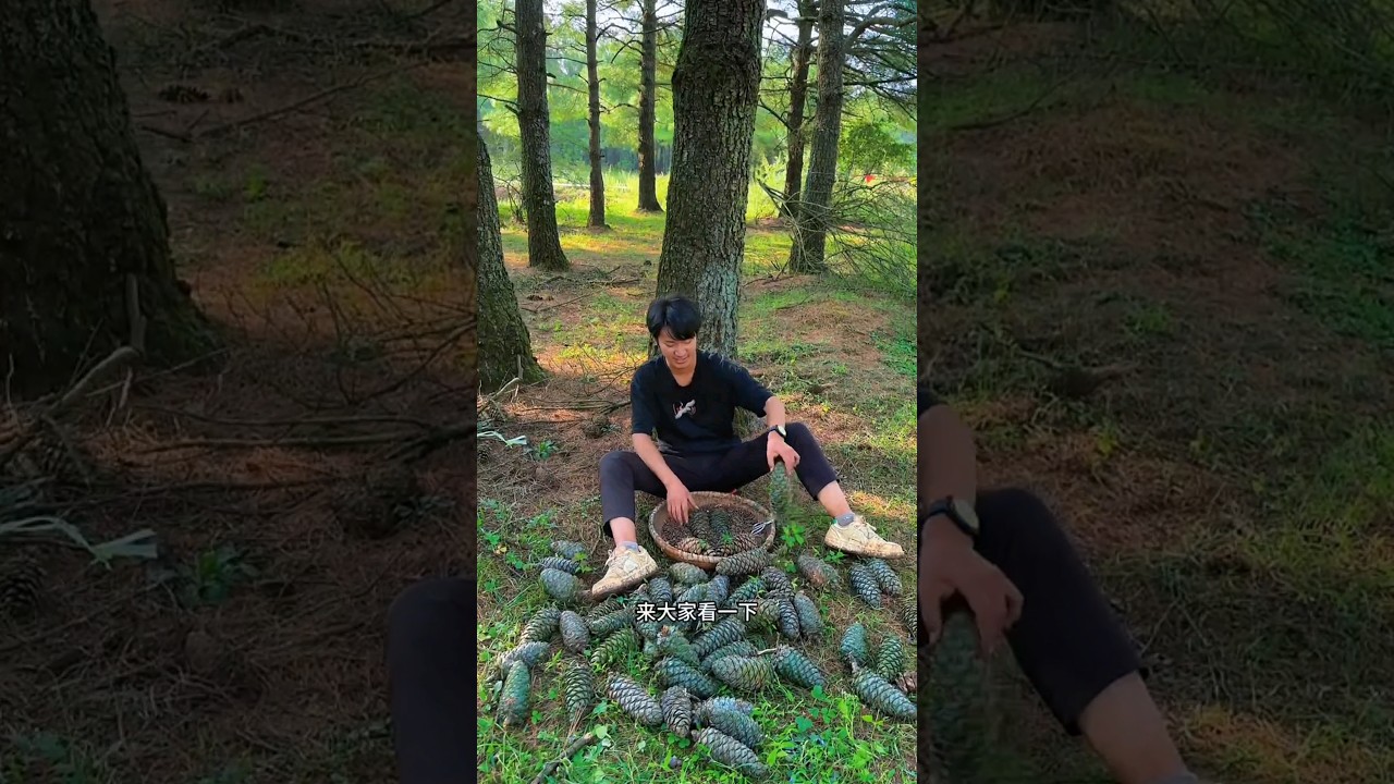 Beautiful natural pine nuts harvesting