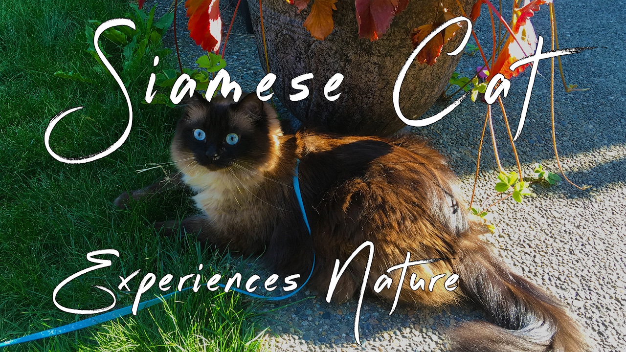 Beautiful Siamese Cat Experiences Nature