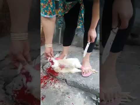 beautiful woman slaughtering a chicken
