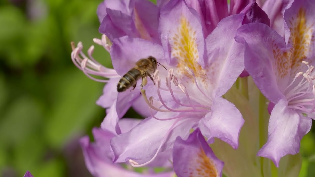 Bee Campus Clark College